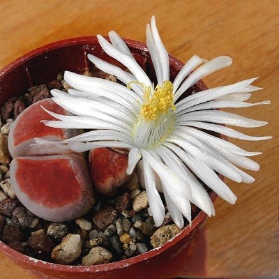 Lithops KARASMONTANA или Литопс Карасмонтана (семена)