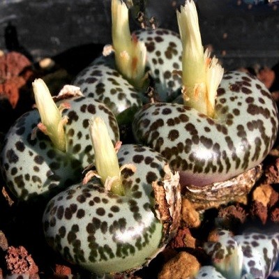 Conophytum OBCORDELLUM или Конофитум