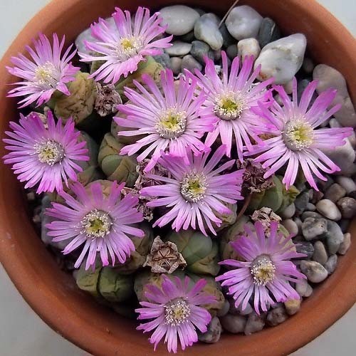 Gibbaeum HEATHII или Гиббеум Хита (семена)