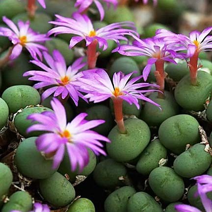 Conophytum MINUTUM или Конофитум Миниатюрный (семена)