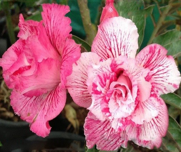 Adenium Obesum Triple Flower SWEET GALORE 