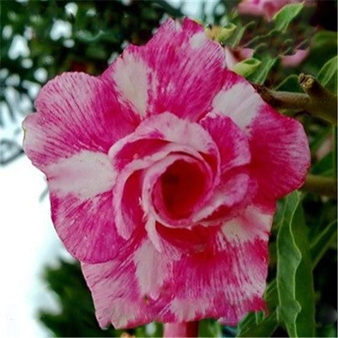 Adenium Obesum Double Flower RAVISHING LOVE (семена)