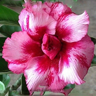 Adenium Obesum Double Flower HELLO DARLING