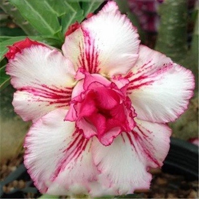 Adenium Obesum Double Flower CURLY LACE