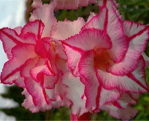 Adenium Obesum Double Flower AMOUR (семена)