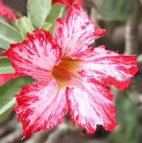 Adenium Obesum Desert Rose WATER SPLASH