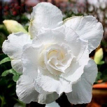Adenium Obesum Triple Flower SNOW WHITE (семена)