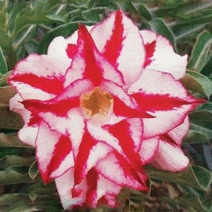 Adenium Obesum Triple Flower RED FINALE