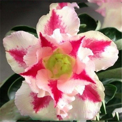 Adenium Obesum Double Flower NEW ROMANCE