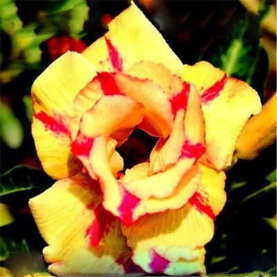 Adenium Obesum Double Flower YELLOW ERA 