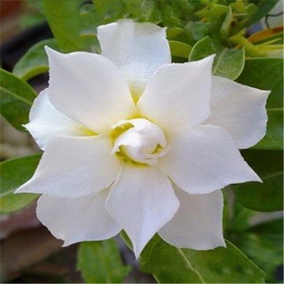 Adenium Obesum Triple Flower GARDENIA AROMATIC