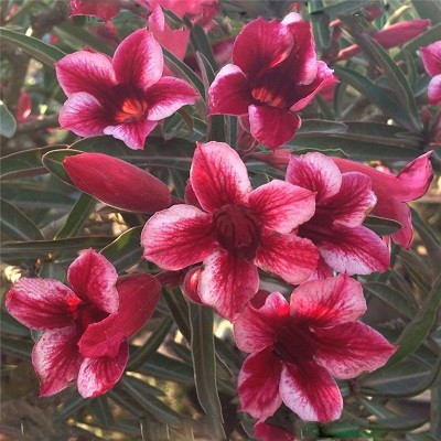 Adenium Obesum Desert Rose MAROON LOVE