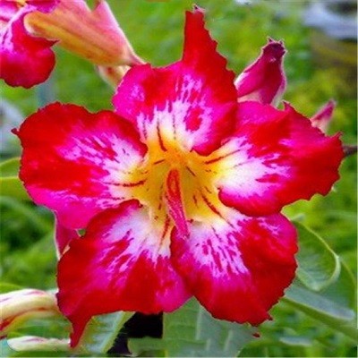 Adenium Obesum Desert Rose RAINFALL 