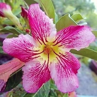 Adenium Obesum Desert Rose MILKY WAY 