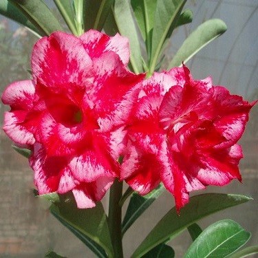 Adenium Obesum Triple Flower EXCELLENT LOVER (семена)