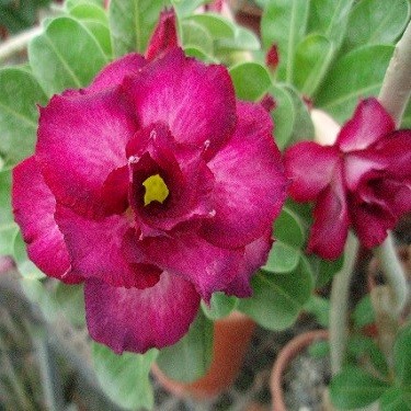 Adenium Obesum Triple Flower KO-12 (семена)