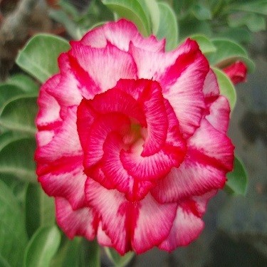 Adenium Obesum Triple Flower KO-19 (семена)