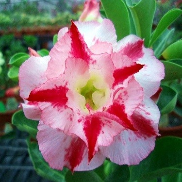 Adenium Obesum Double Flower KO-22 (семена)