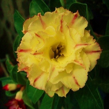 Adenium Obesum Triple Flower KO-26 (семена)