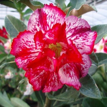 Adenium Obesum Double Flower KO-27 (семена)