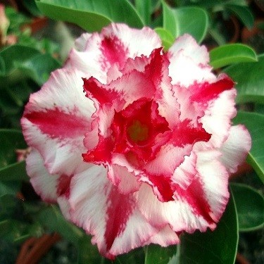 Adenium Obesum Triple Flower KO-30 (семена)