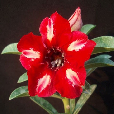 Adenium Obesum Desert Rose KO-40 (семена)