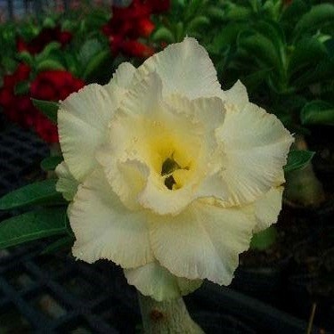 Adenium Obesum Triple Flower KO-44 (семена)