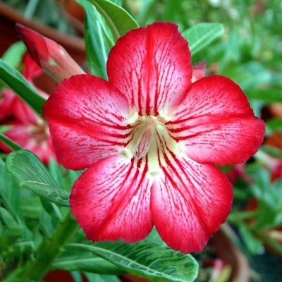 Adenium Obesum Desert Rose STAR IN STYLE (семена)