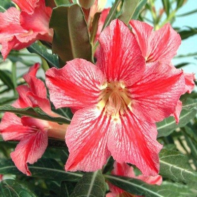 Adenium Obesum Desert Rose STAR OF HAPPINESS (семена)