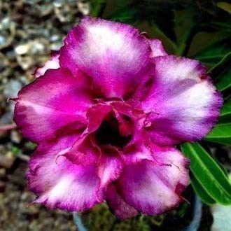 Adenium Obesum Double Flower KING BLUE MAGENTA (семена)