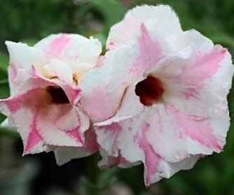 Adenium Obesum Double Flower MERCEDES (семена)