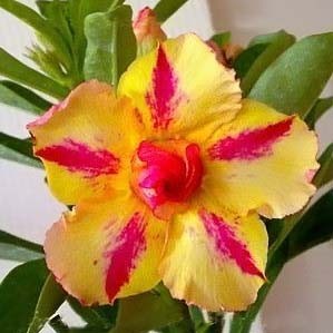 Adenium Obesum Double Flower MOON DUST (семена)