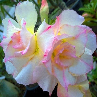 Adenium Obesum Triple Flower LUCIOUS KISSES (семена)