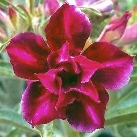 Adenium Obesum Double Flower TOURMALINE (семена)