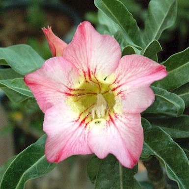 Adenium Obesum Desert Rose FANTASTIC (семена)