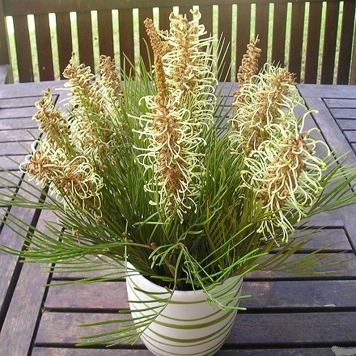 Grevillea ROBUSTA или Гревиллея Мощная 