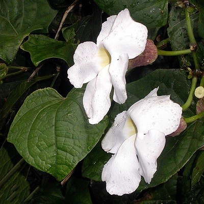 Thunbergia GRANDIFLORA ALBA или Тунбергия Крупноцветковая (семена)