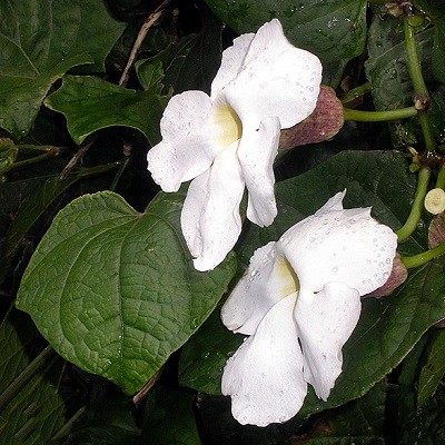 Thunbergia GRANDIFLORA ALBA или Тунбергия Крупноцветковая 