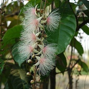 Barringtonia ACUTANGULA или Баррингтония Остроугольная 