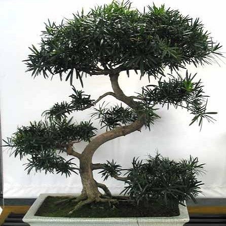 Podocarpus Gracilior или Ногоплодник