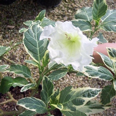 Brugmansia Suaveolens Variegata или Бругмансия Пестролистная (семена)