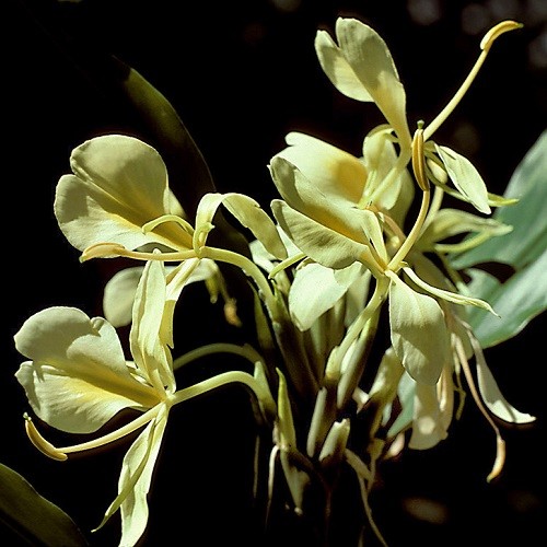 Hedychium FLAVESCENS или Гедихиум Желтеющий 