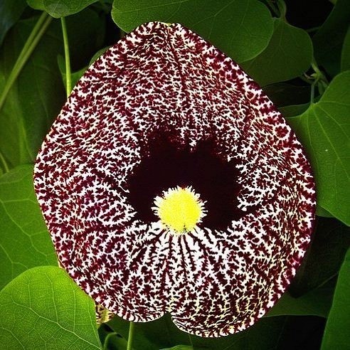 Aristolochia ELEGANS или Аристолохия Изящная (семена)