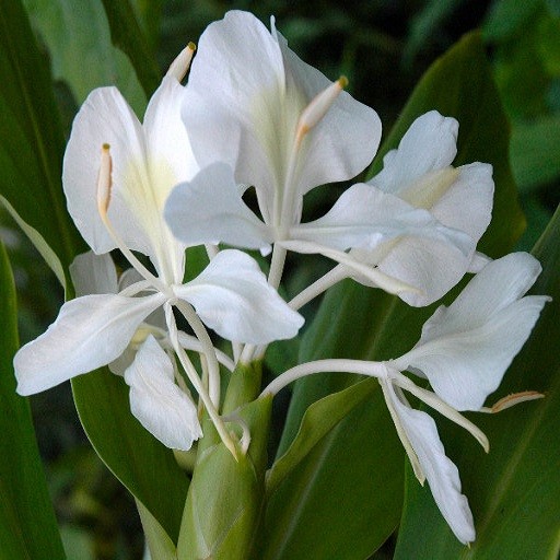 Hedychium CORONARIUM или Гедихиум Венценосный (семена)