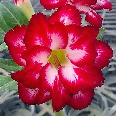 Adenium Obesum Double Flower KO-52 (семена)