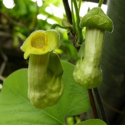 Aristolochia MANSHURIENSIS или Аристолохия Манчжурская (семена)