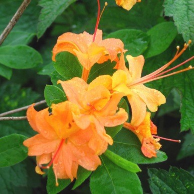 Rhododendron CALENDULACEUM или Рододендрон Ноготковидный (семена)