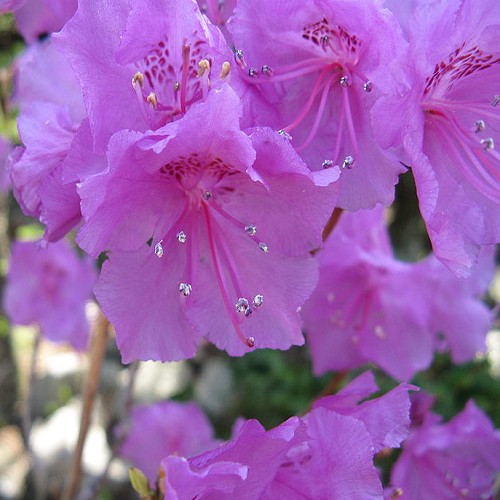 Rhododendron MUCRONULATUM или Рододендрон Остроконечный (семена)