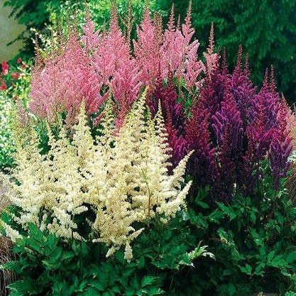 Astilbe CHINENSIS MIXED или Астильба Китайская (семена)