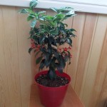 Ардизия Курчавая